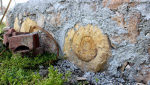 65 milyon yıllık dev fosil duvardan söküldü