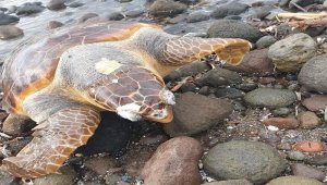 Bodrum'da ölü caretta caretta karaya vurdu