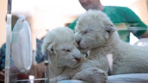 Kırım'da 2 beyaz aslan doğdu