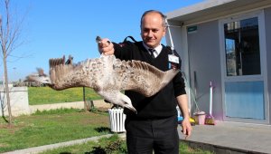 Yaralı martıya güvenlik görevlileri sahip çıktı