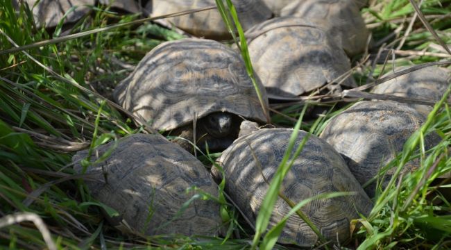 17 kaplumbağa ölmek üzereyken kurtarıldı