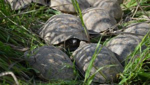 17 kaplumbağa ölmek üzereyken kurtarıldı