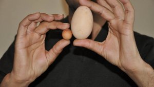2,85 gramlık yumurta şaşırttı