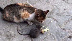 Açlık kedi ile fareyi bile dost etti