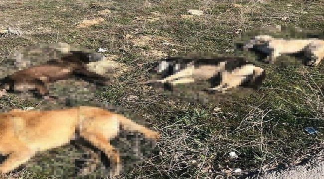 Ankara'da 4 köpek daha zehirlenerek telef edildi