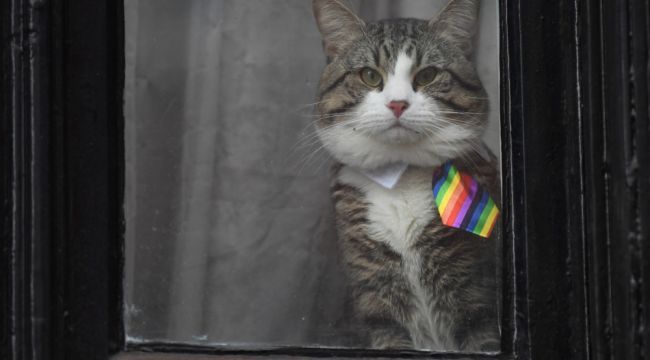 Assange'ın avukatı açıkladı: "Kedi James kurtarıldı ve iyi"