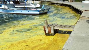 Ayvalık'ta deniz üzerindeki sarı tabaka şaşırttı