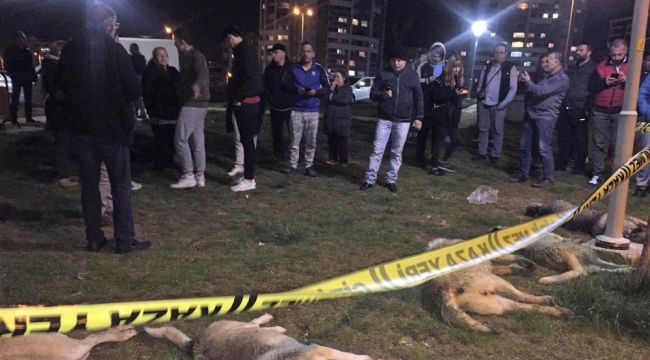 Başkent'te zehirli etlerle köpek katliamı