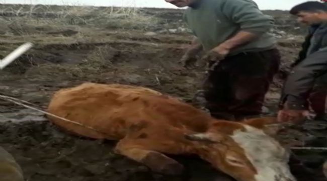 Bataklığa saplanan ineği itfaiye kurtardı