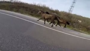 Bir anda karşılarına çıktı: Sürücüleri şaşkına çevirdi