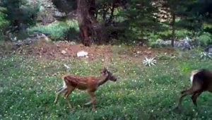 Bolu'da, doğal yaşam fotokapanlarla görüntülendi