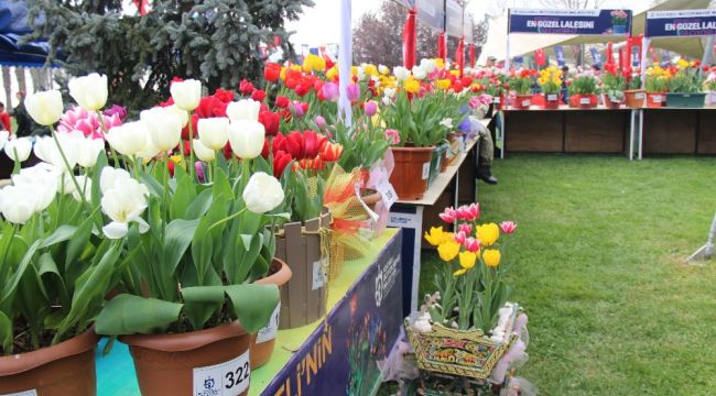 Bu festivalde en güzel laleler yarışıyor