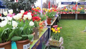 Bu festivalde en güzel laleler yarışıyor