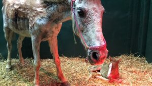 Büyükada yangınında ağır yaralanan at, doğum yaptı