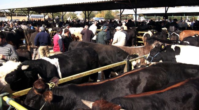 Canlı Hayvan Pazarı şap tehdidiyle kapatıldı