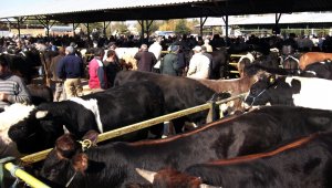 Canlı Hayvan Pazarı şap tehdidiyle kapatıldı