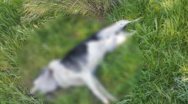 Çeşme'de sahipli iki köpeğin öldürülmesine tepki