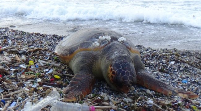 Dev Caretta Caretta ölüsü sahile vurdu