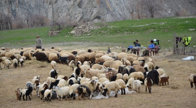 Hakkari'deki besiciler zor durumda