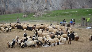 Hakkari'deki besiciler zor durumda