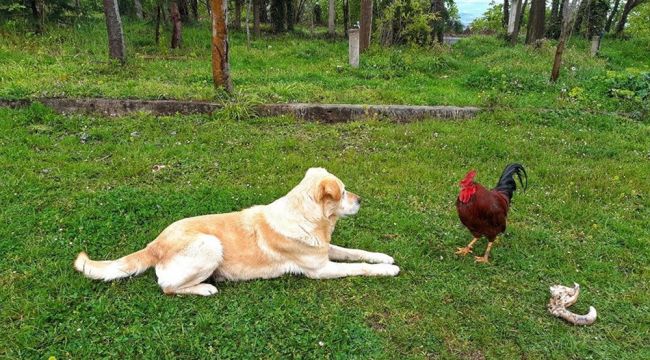 Horoz, köpeğe böyle kafa tuttu