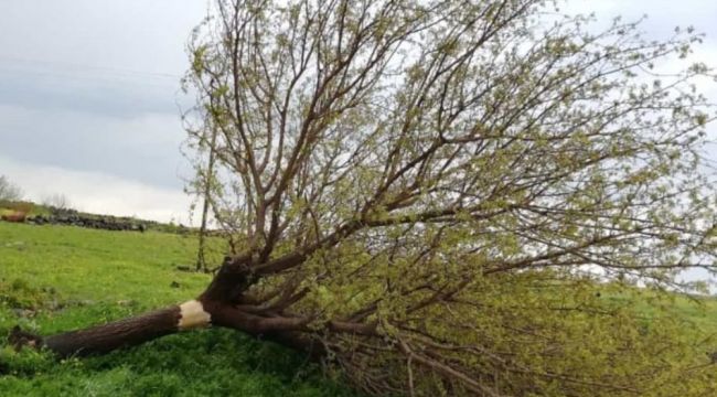 Hortum ağaçları elektrik direklerini devirdi