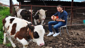 İneklere özel konser