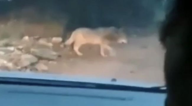 Kaçan kurt vatandaşlar tarafından görüntülendi