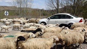 Koyun sürüsü karayoluna çıktı, sürücüler şaştı