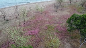 Kum Adası pembeye büründü