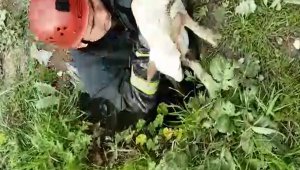 Kuyuya düşen kuzuyu itfaiye kurtardı