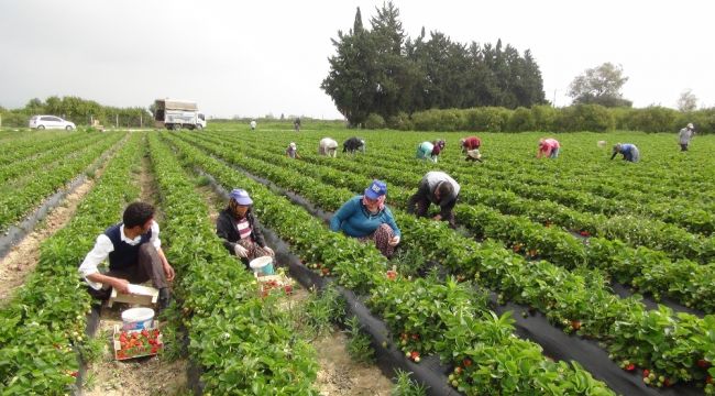 Mersin'de açıkta çilek hasadı başladı, Rusya talebi arttırdı