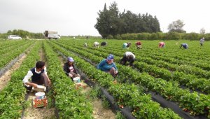 Mersin'de açıkta çilek hasadı başladı, Rusya talebi arttırdı