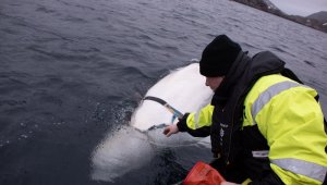 Norveç'ten ilginç iddia: "Rusya, balinayı askeri amaçlı kullanıyor"