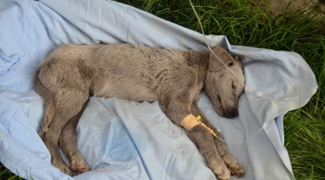 Ölmek üzereyken bulunan köpeğe Mehmetçik şefkati