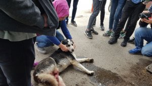 Otomobili ile çarptığı köpeğin başında dakikalarca bekledi