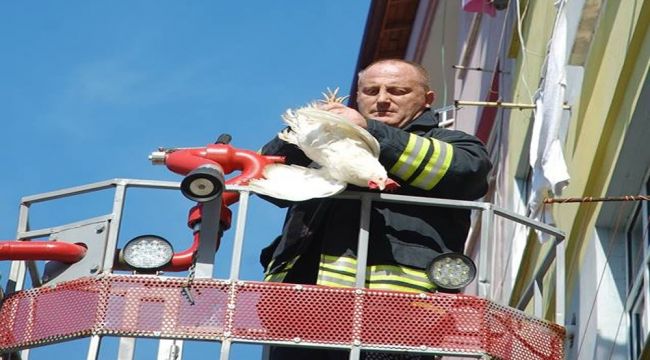 Rize itfaiyesinden tavuk kurtarma operasyonu