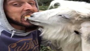 Rizeli gencin keçi ile ekmek kavgası sosyal medyada ilgi çekti