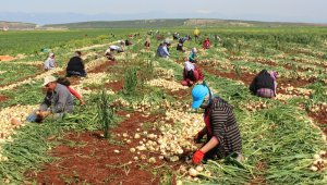 Soğan tarlada 1 buçuk lira, pazarda 8 lira