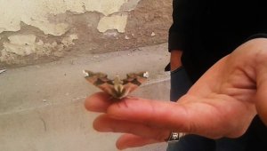 Tekirdağ'da görülen kelebek hayrete düşürdü
