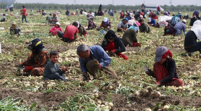 Turfanda soğan fiyatları düşürecek