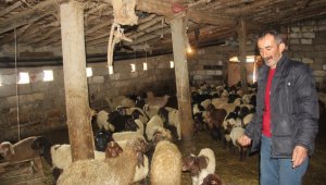 Yağışlardan tahrip olan ahırdaki 300 hayvan dışarıda kaldı