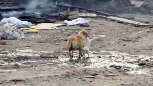 Anne köpek yavrusunu alevlerin arasından kurtardı