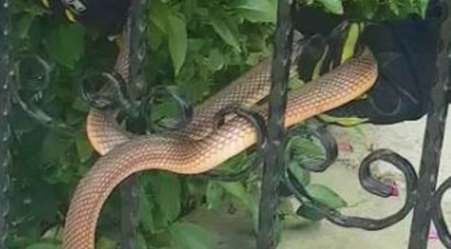 Apartman girişine dolanan 1 buçuk metrelik yılan böyle kurtarıldı