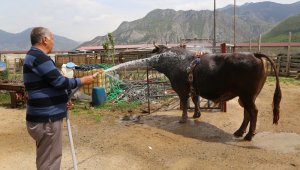 Artvin'de milyonluk boğa üretim çiftliği