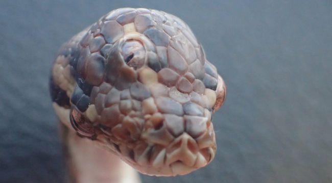 Avustralya'da 3 gözlü yılan bulundu