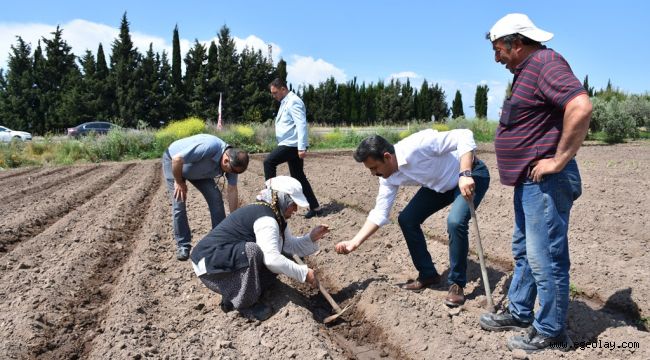 Başkan Kırgöz tarlaya girdi üreticinin derdini dinledi