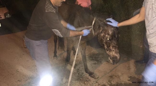 Buca zabıtasından gebe ata hayati müdahale 