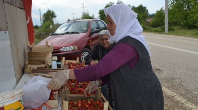 Bursa Çileği'nde ilk hasat başladı