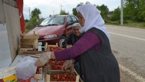 Bursa Çileği'nde ilk hasat başladı